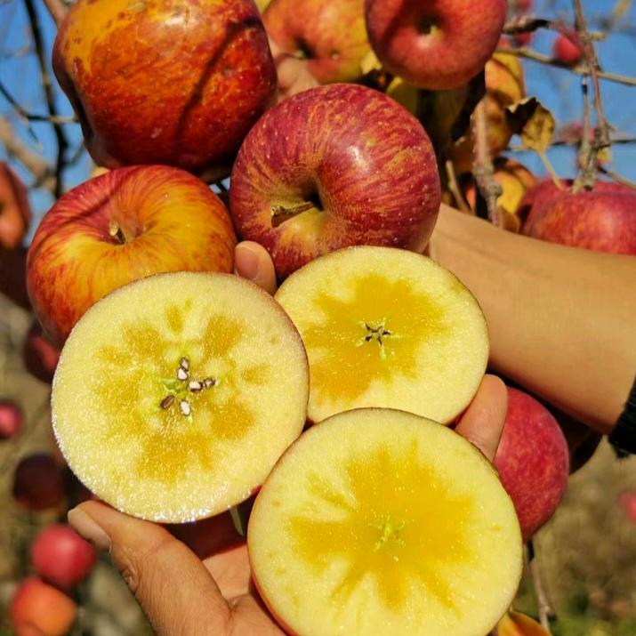 果园日记（大凉山盐源丑苹果版）