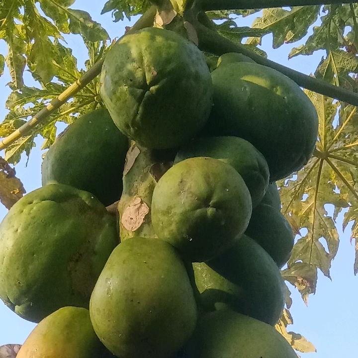 ✎ℳ₯㎕·木子༗