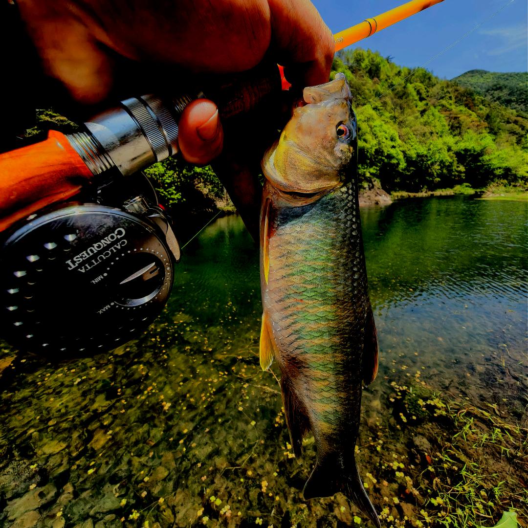🌈随魚而安