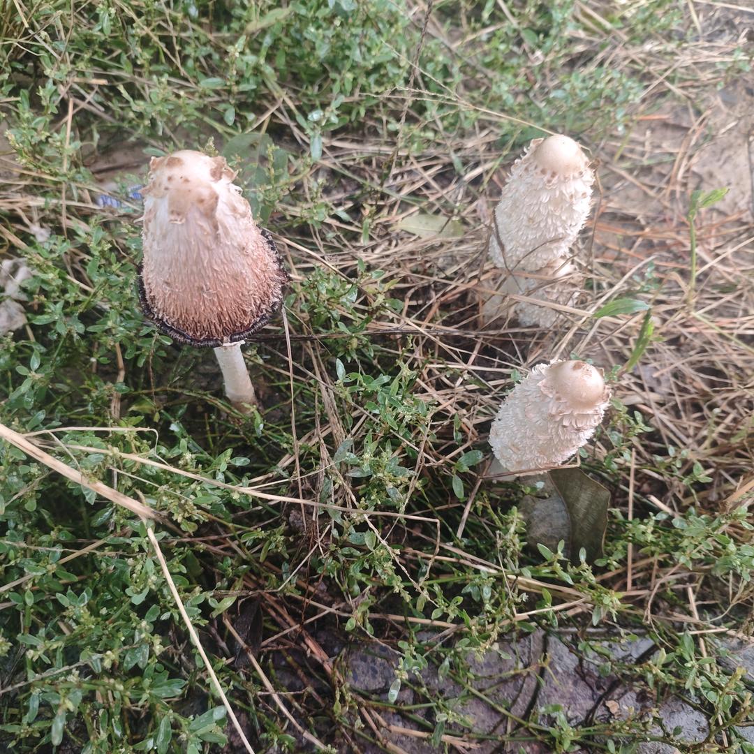 🌻এ᭄向日葵້໌ཽ语ꦿ࿐