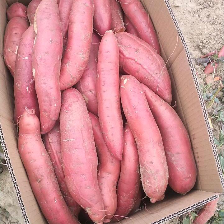 朋友你记住张大哥专业卖西瓜红