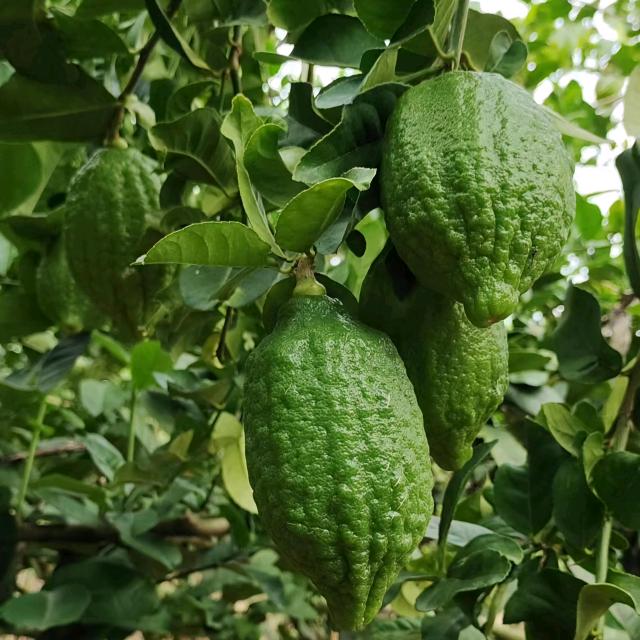 千秋新香水柠檬