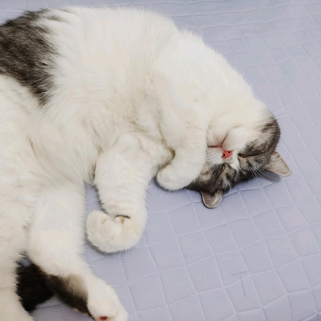 😽榴烊