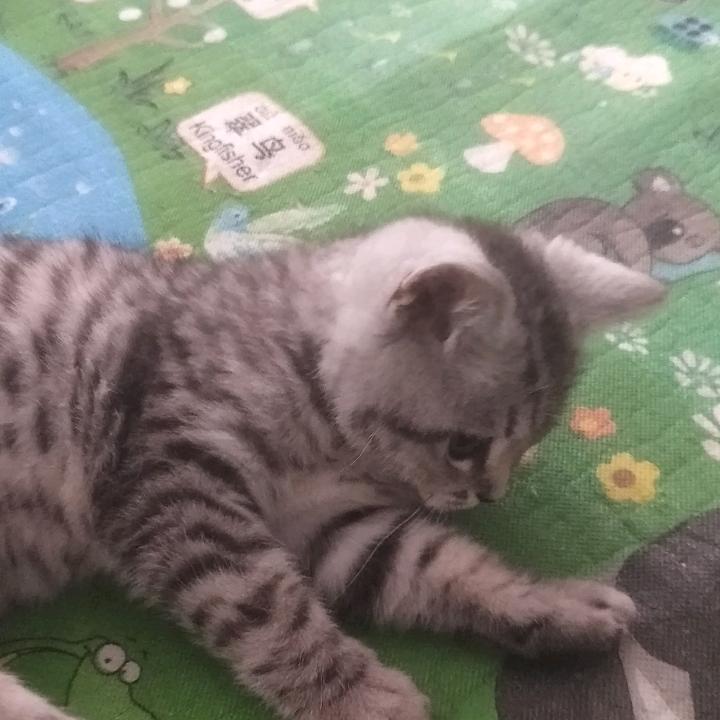 邢