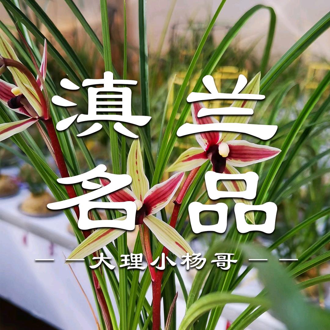 滇兰名品（中兰苑）
