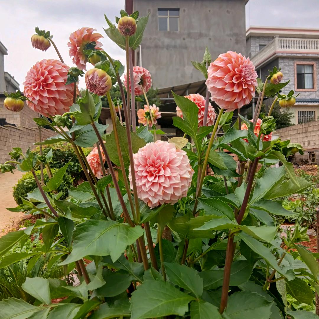 顺心顺意
