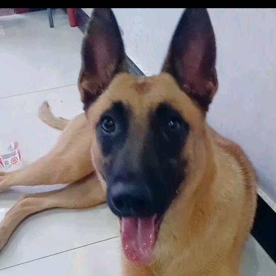 爱犬元宝