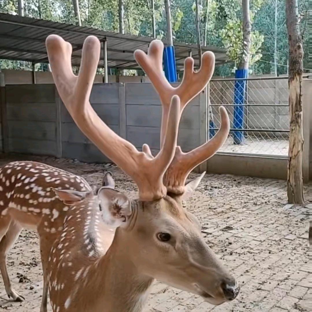 邢台大兵梅花鹿养殖