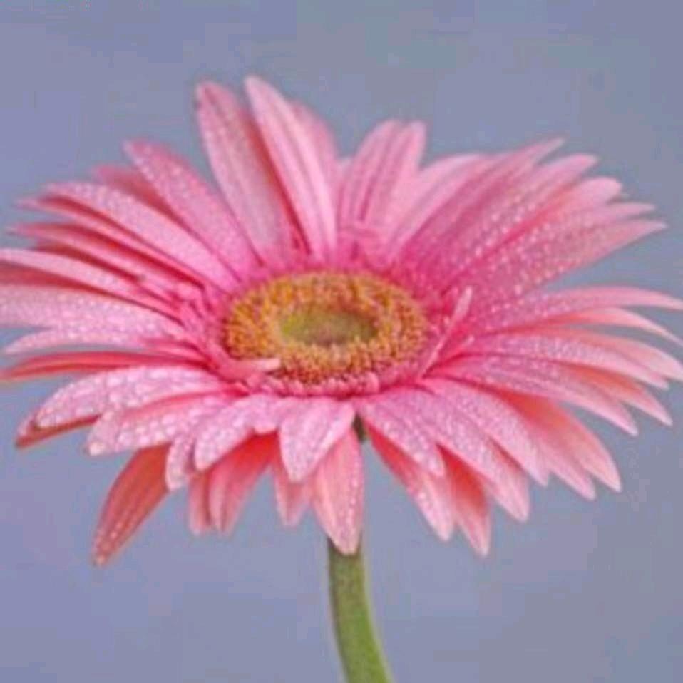 *⸜( •ᴗ• )⸝*娟子