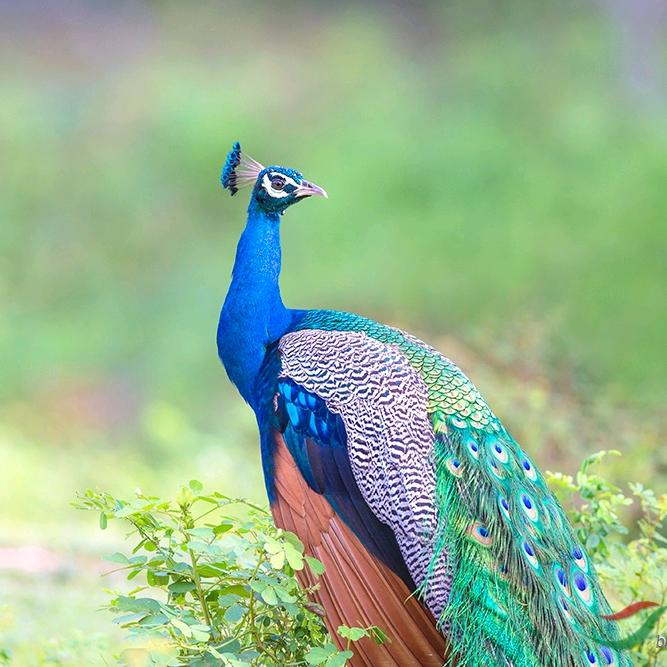 昌盛孔雀珍禽养殖批发