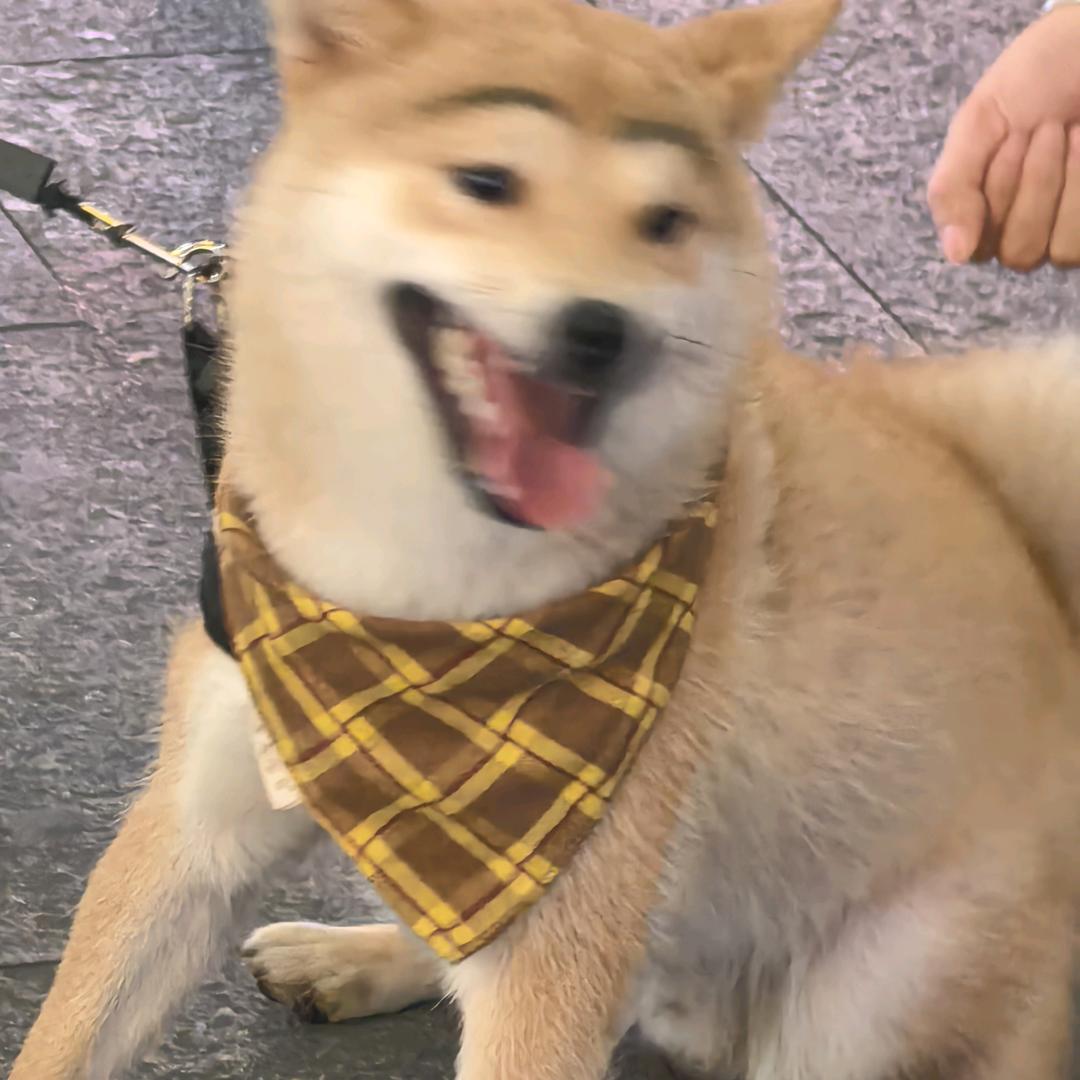西格玛周帅