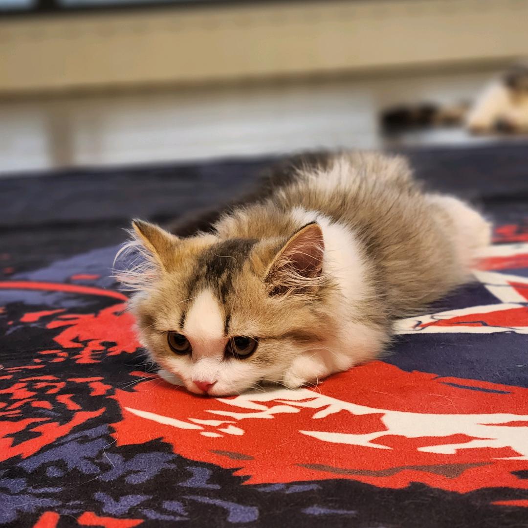 九叔和他的三只猫