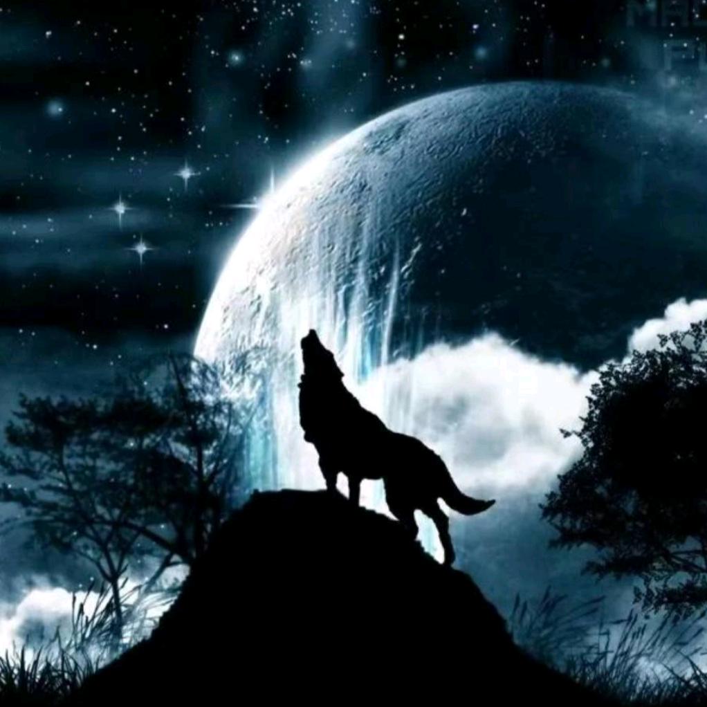 🐺狼行天下