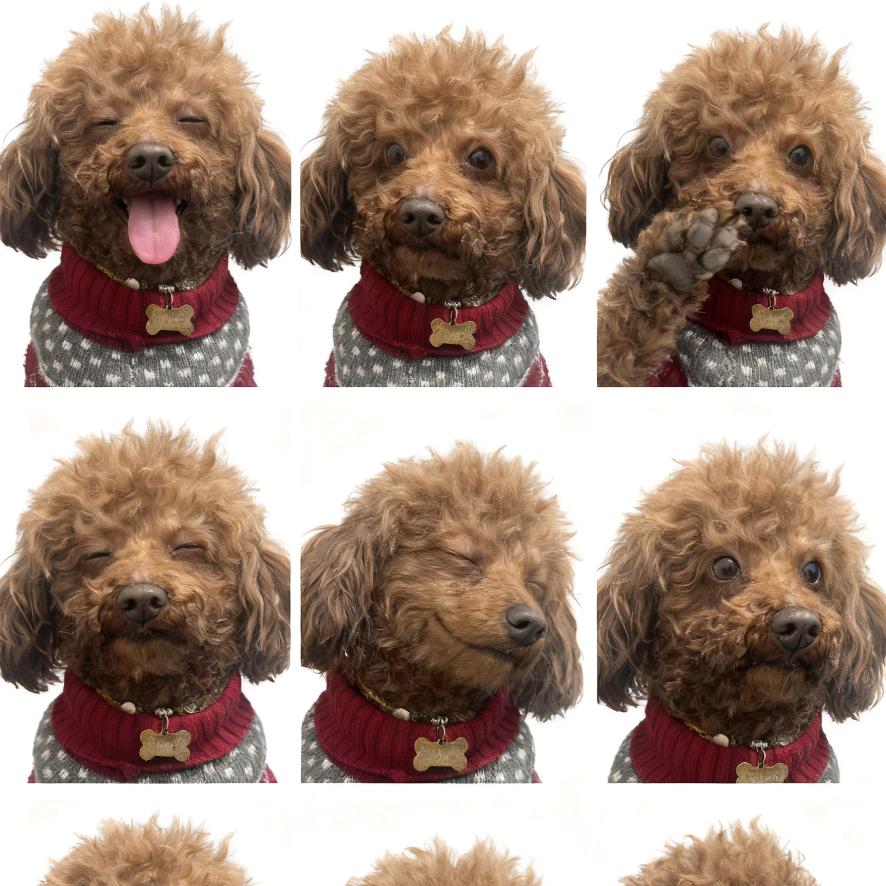 小七、、迷糊、元宝、金豆、的日常生活