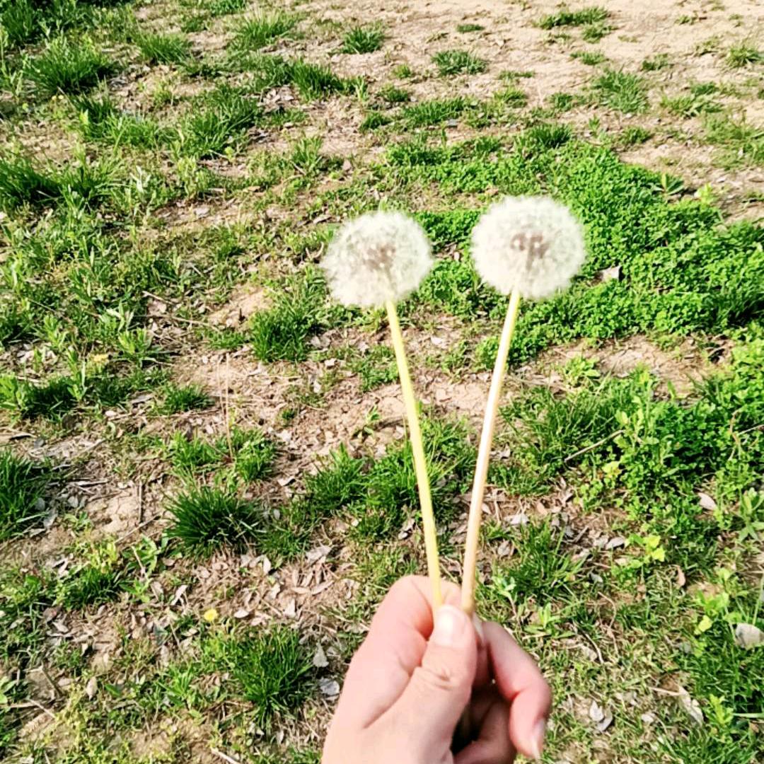 蒲公英