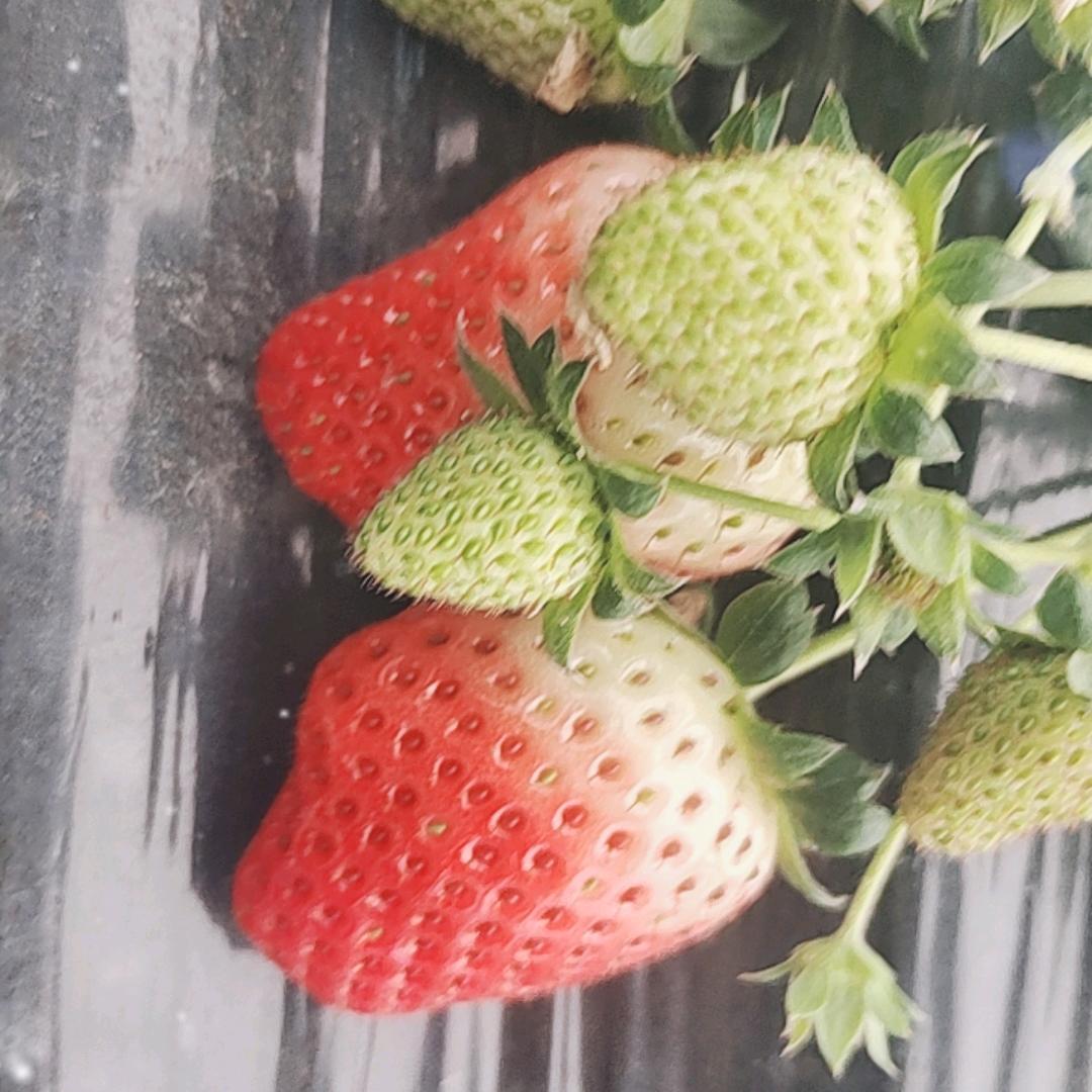 小芳草莓园
