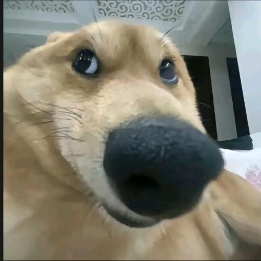 玩个锤子🔨