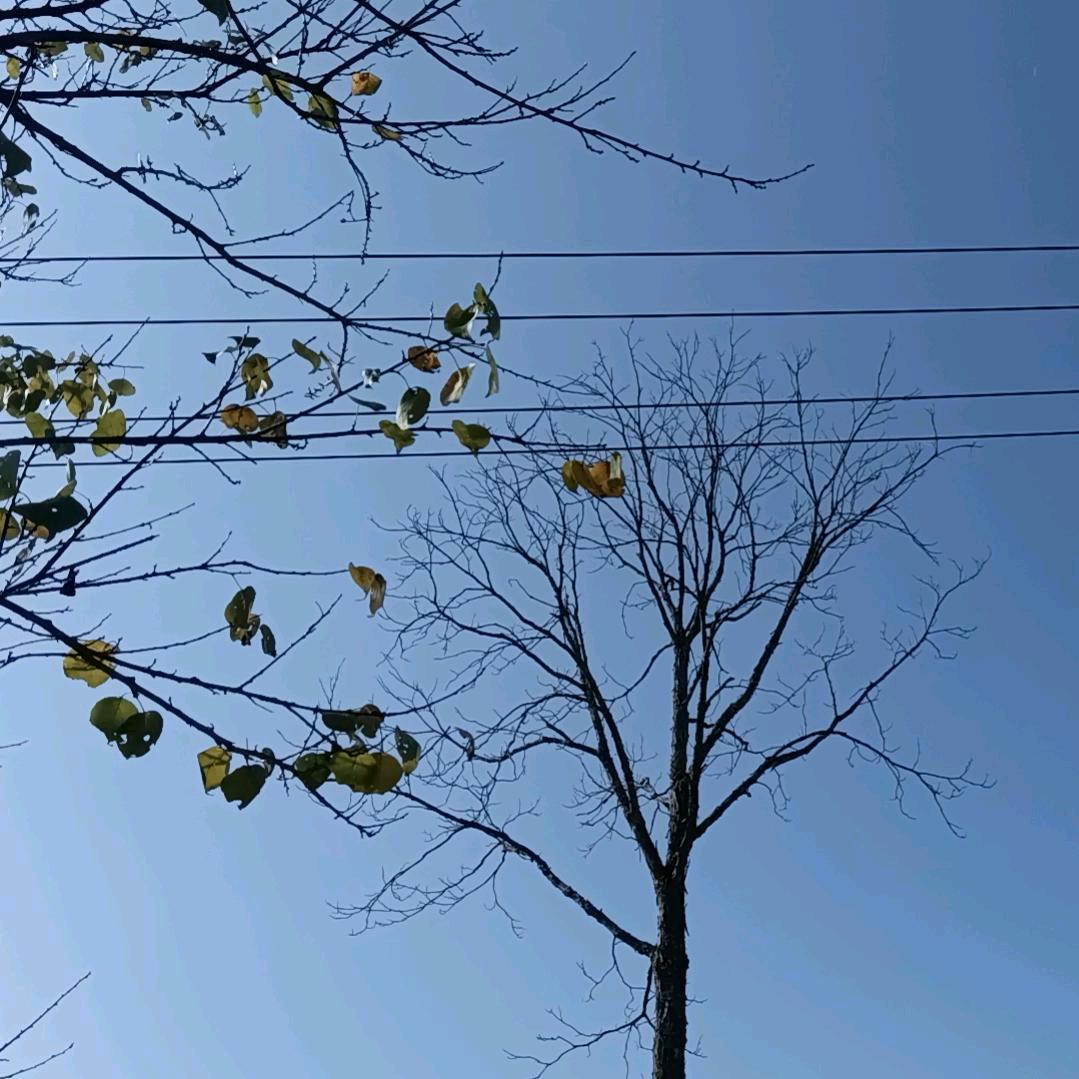 皂荚树