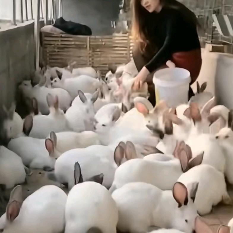 兔医姐