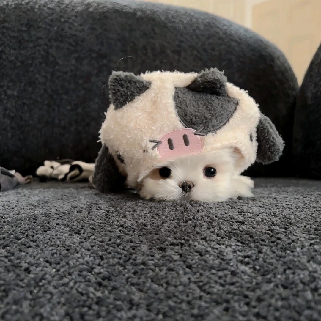 HI