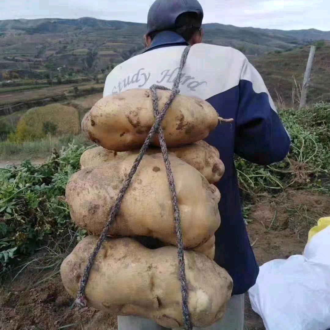 不太聪明的小葱