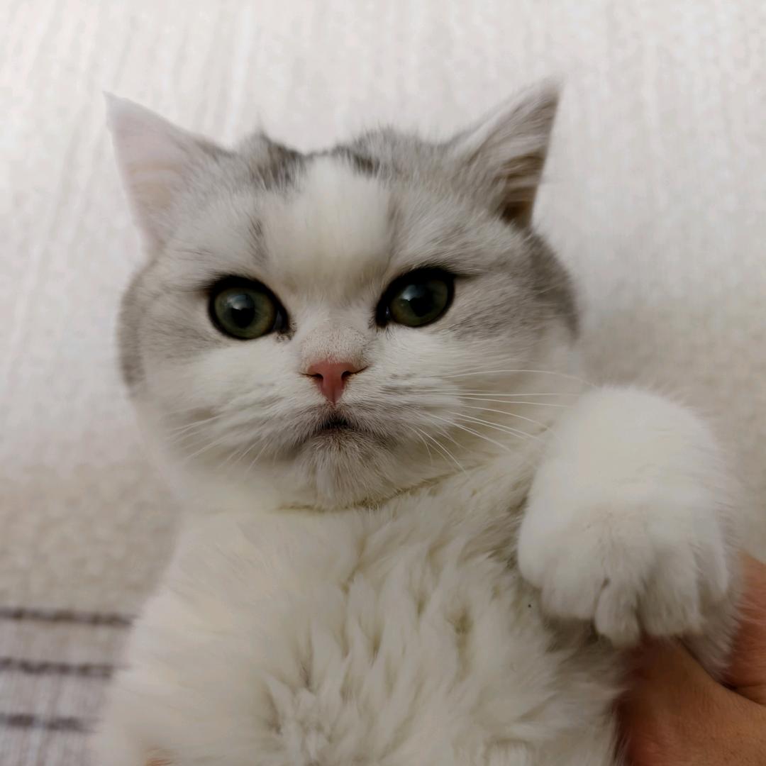 麦兜鱼丸粗面
