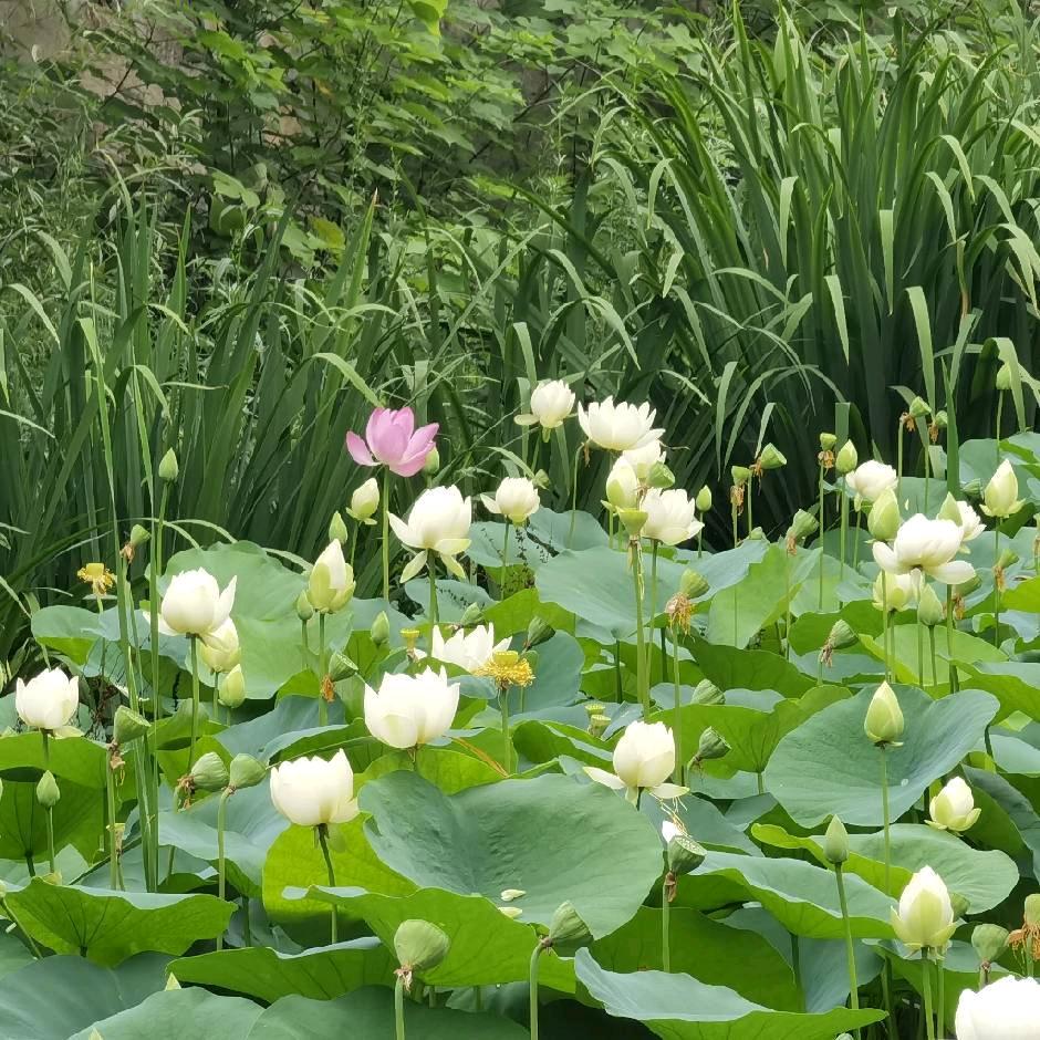 百品千条581