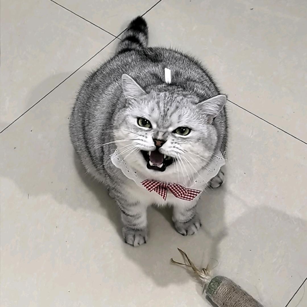 汤圆不甜