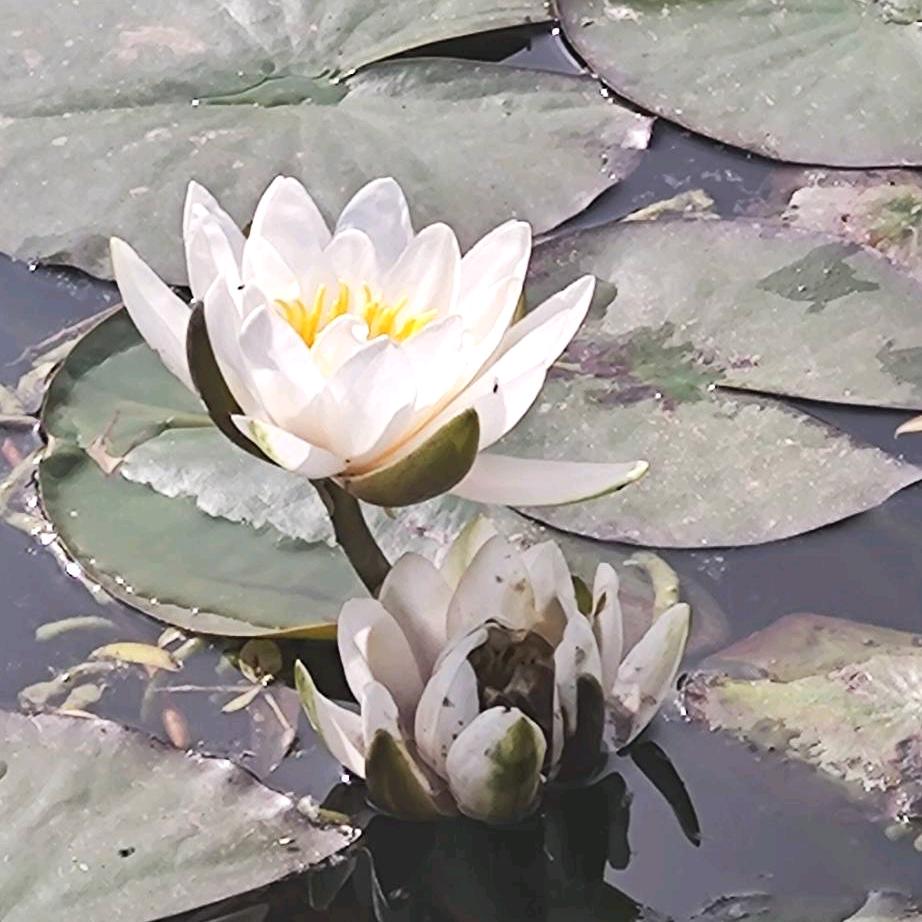 风君子清风（快乐星球）