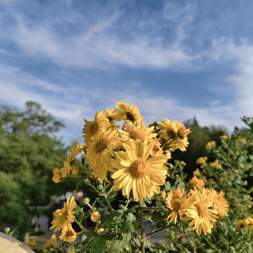 荣嘉丽祥