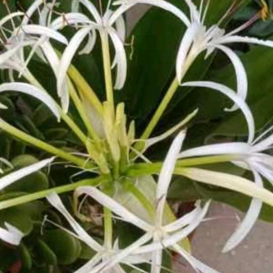 随缘