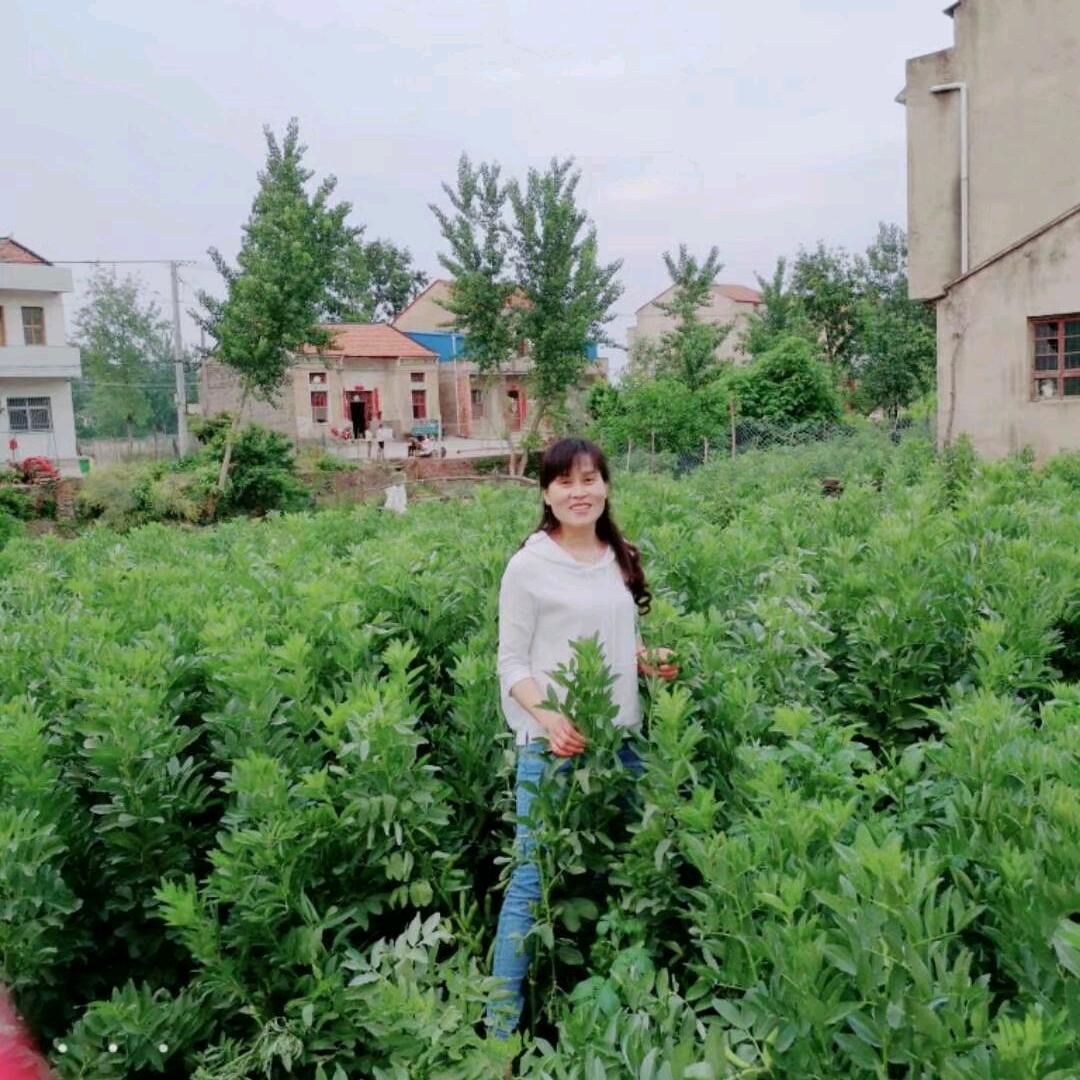 🌸紫风铃
