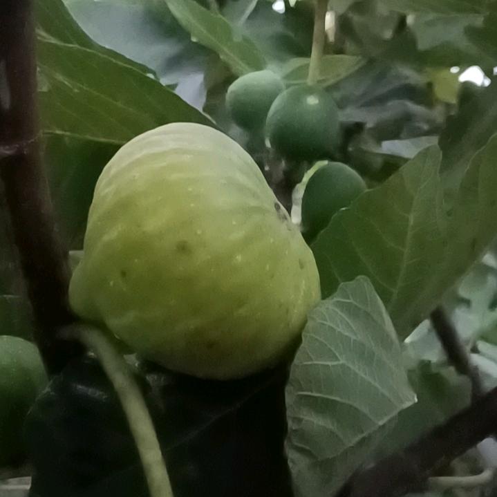 豫威天成家庭农场A
