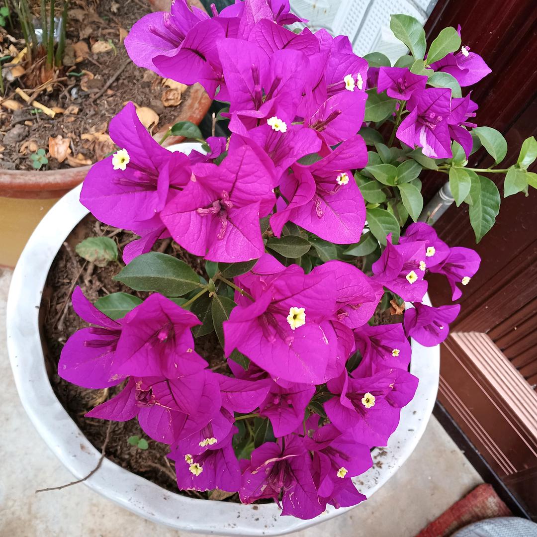 এ᭄ꦿ臧❤️❤️❤️