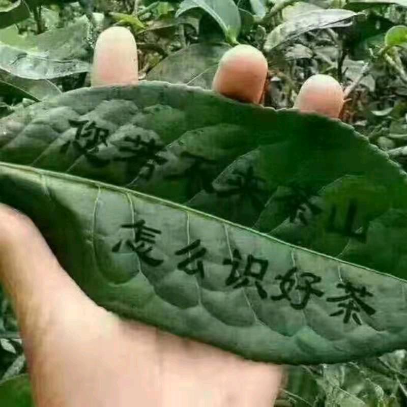 云南临沧茶叶私藏库