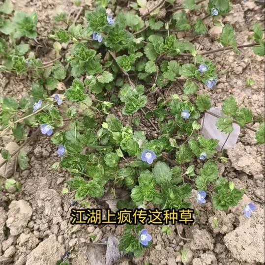 雨中漫步6081287155767