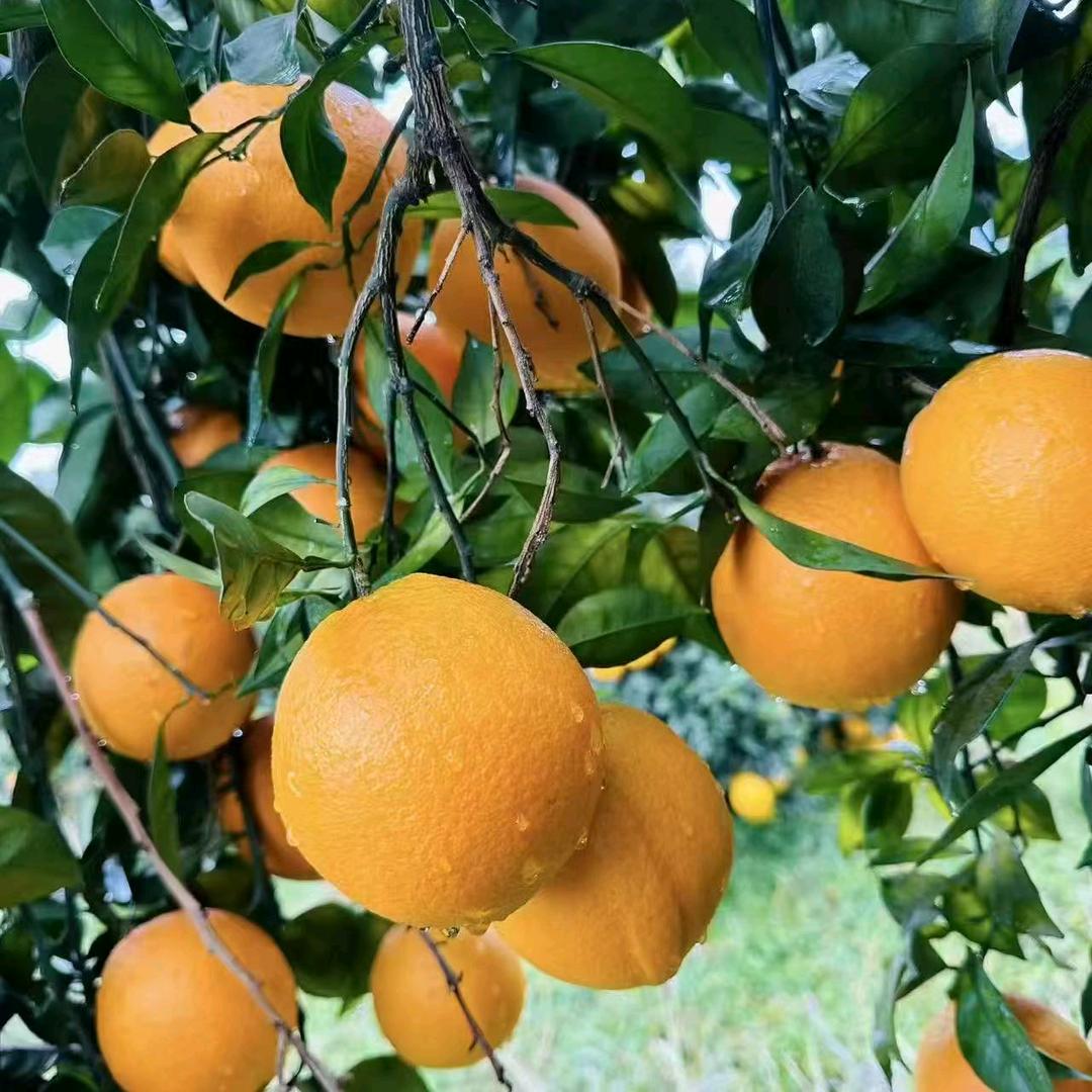 赣南脐橙基地