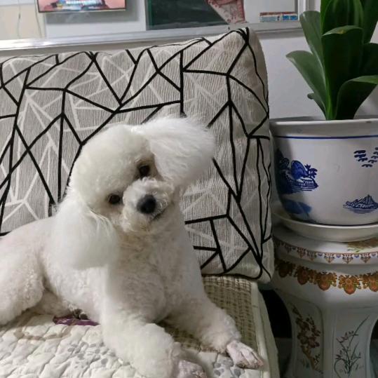 h韩姐