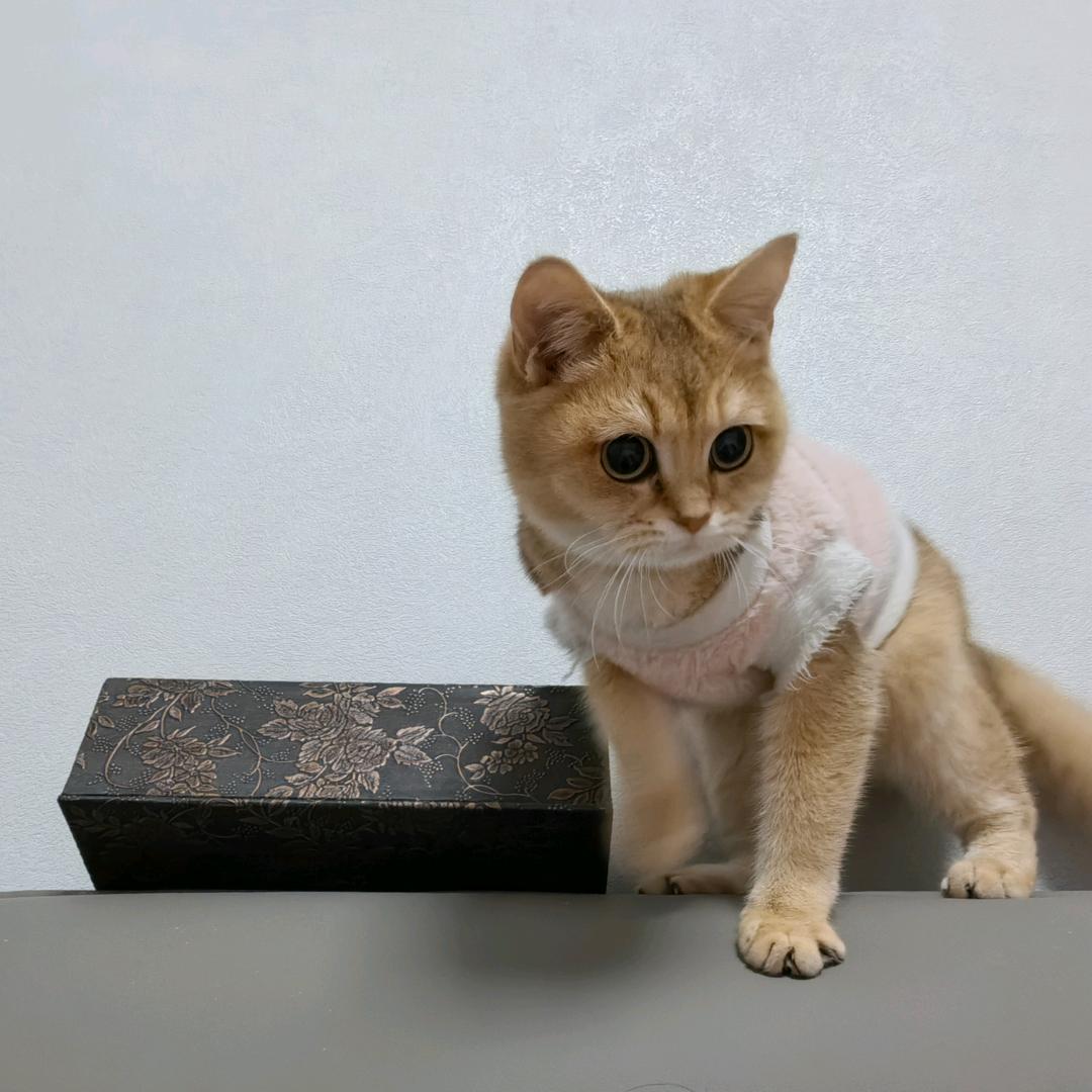 🐒吉星高赵