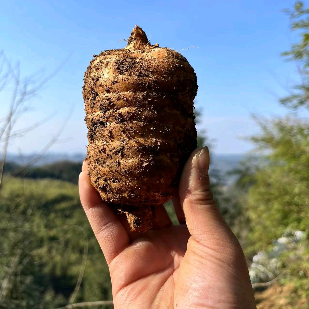 大山里的原生态