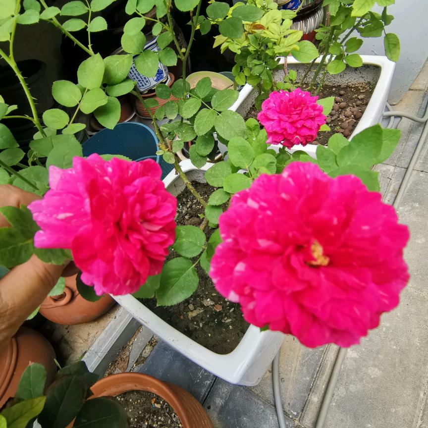 你好😊