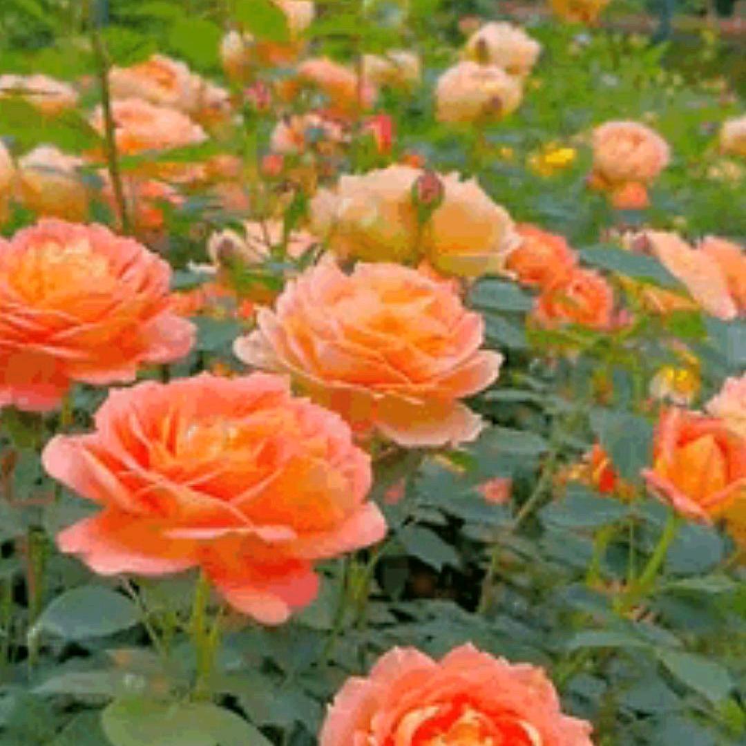 用户快乐每一天杨