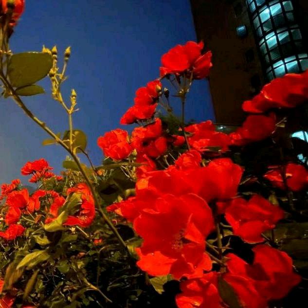 诚芯