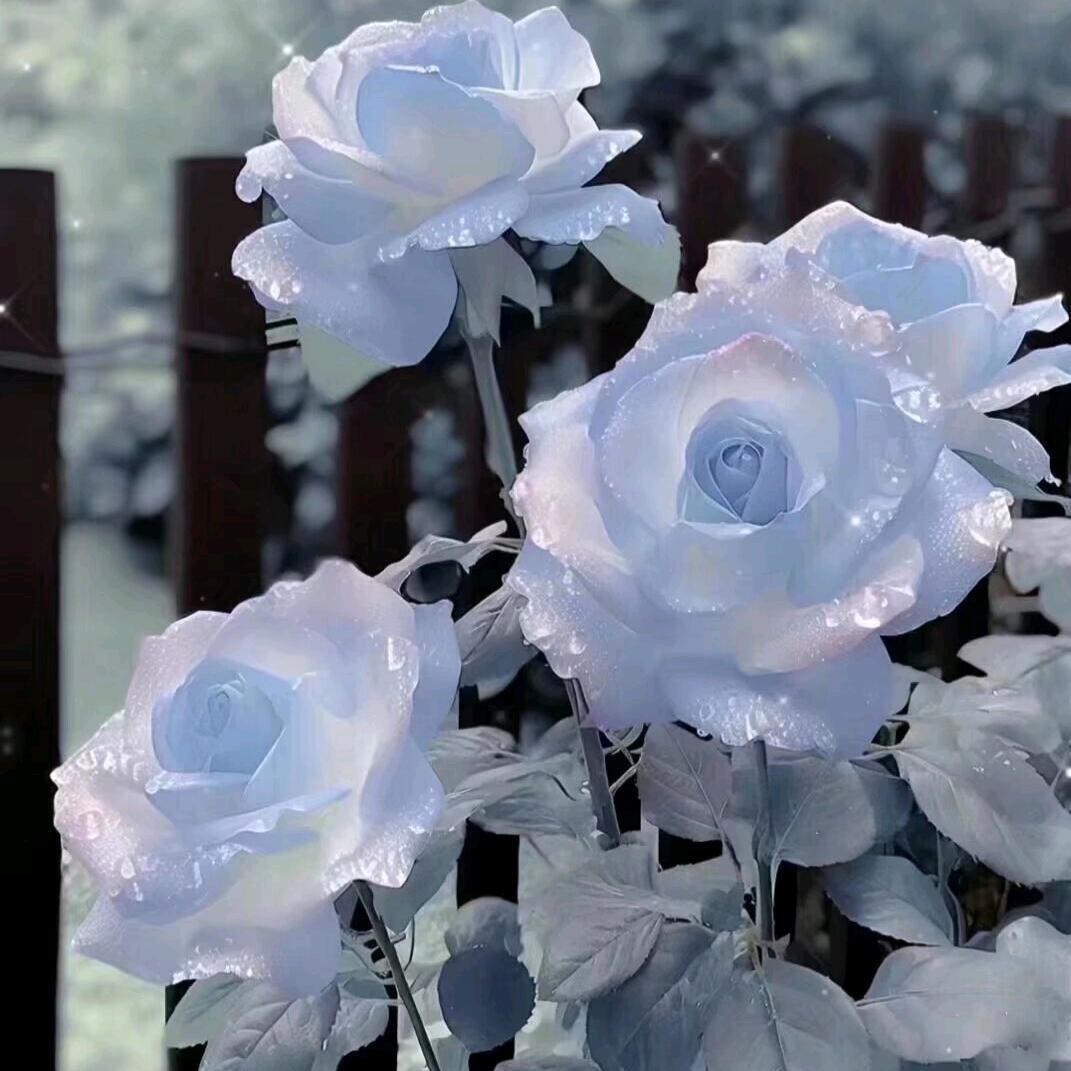 迟暮花未央💋