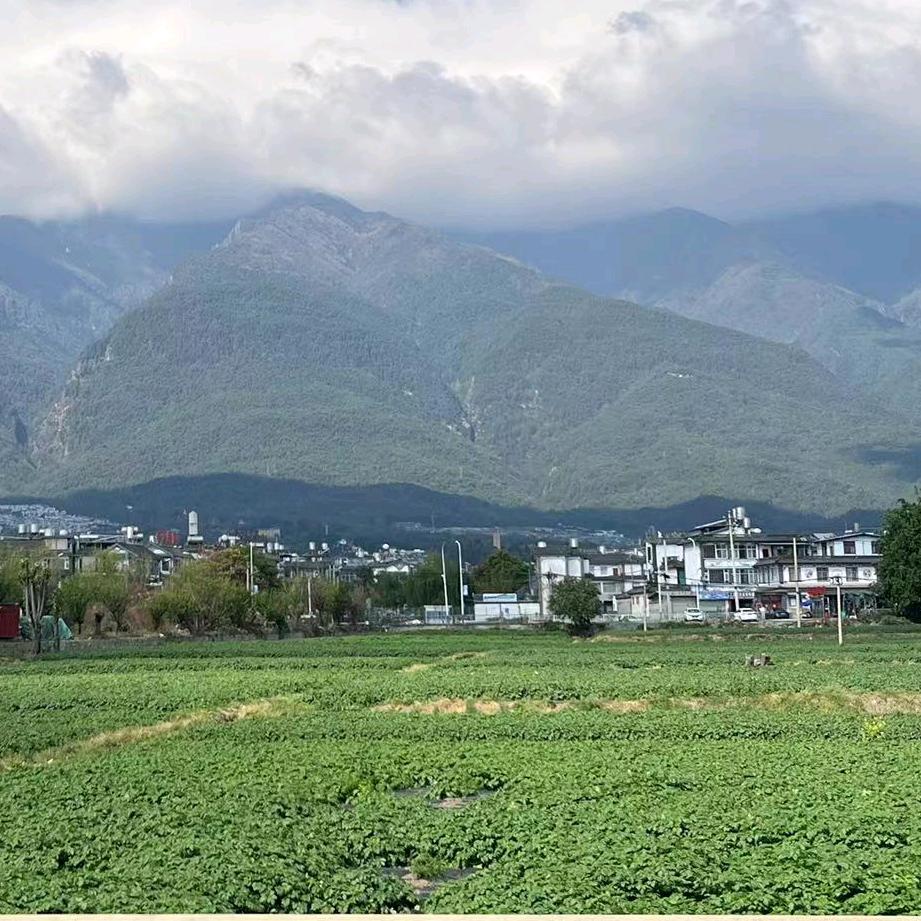小竹子