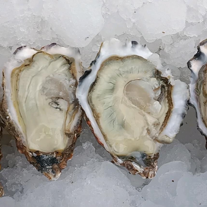 三亚湾生蚝批发