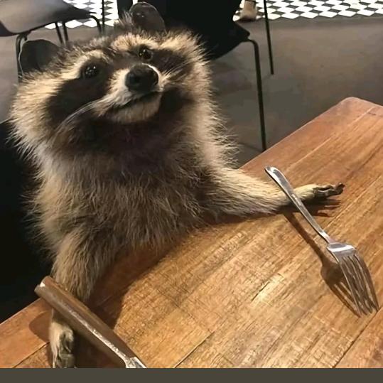 浣熊警长🦝