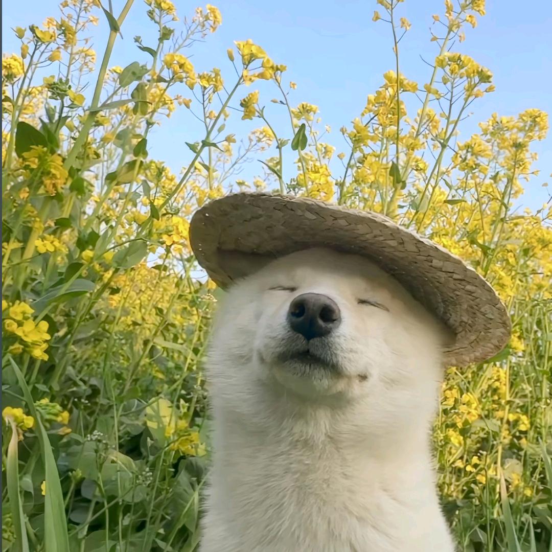 漫无目的地整点薯条