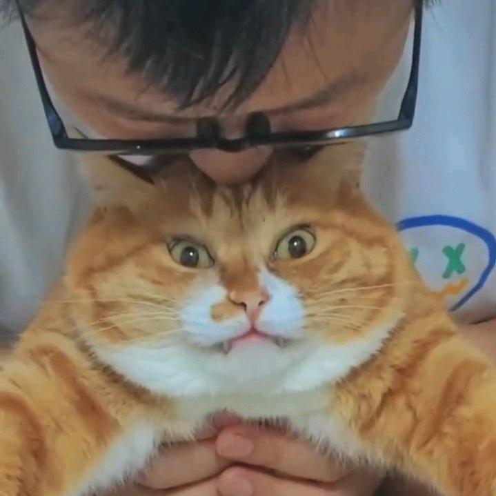 大黄是坨猫