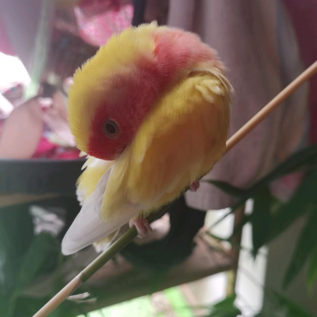 相见欢